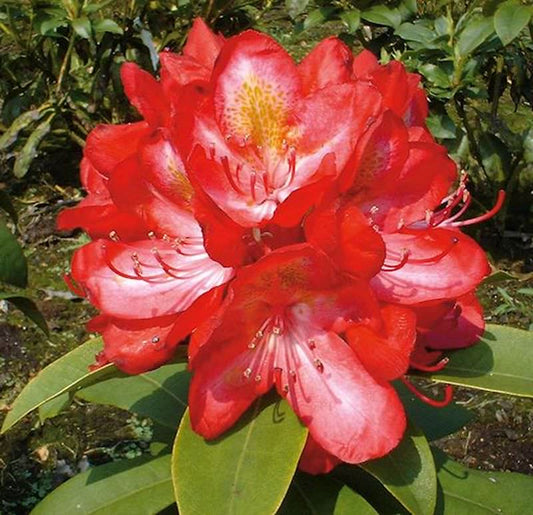  Großblumige Rhododendron Junifeuer 30-40cm - Alpenrose