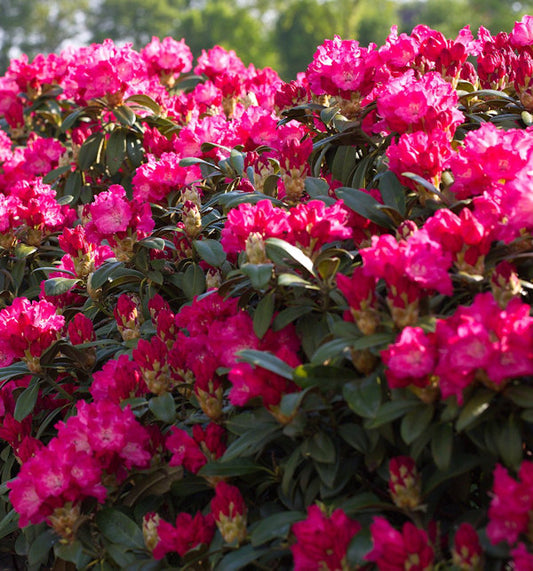  Großblumige Rhododendron Karl Naue 30-40cm - Alpenrose