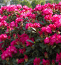  Großblumige Rhododendron Karl Naue 30-40cm - Alpenrose
