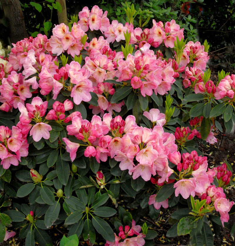  INKARHO - Großblumige Rhododendron Konfettiregen 40-50cm - Alpenrose