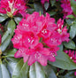  Großblumige Rhododendron Nova Zembla 30-40cm - Alpenrose