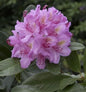  Großblumige Rhododendron Pink Purple Dream 70-80cm - Alpenrose