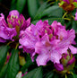  Großblumige Rhododendron Roseum Elegans 50-60cm - Alpenrose