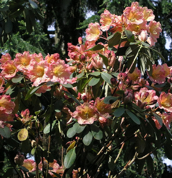  INKARHO - Großblumige Rhododendron Santorina 25-30cm - Alpenrose