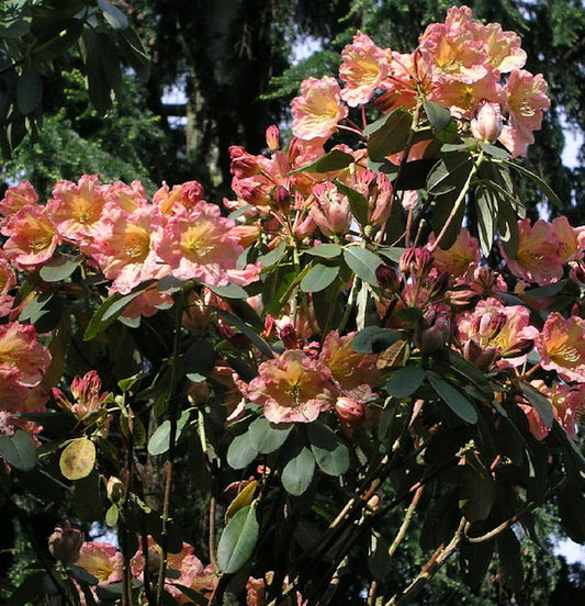  INKARHO - Großblumige Rhododendron Santorina 25-30cm - Alpenrose