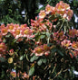  INKARHO - Großblumige Rhododendron Santorina 25-30cm - Alpenrose