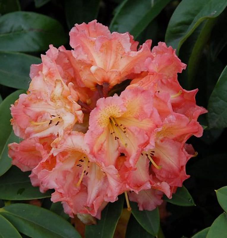  Großblumige Rhododendron Sun Fire 30-40cm - Alpenrose