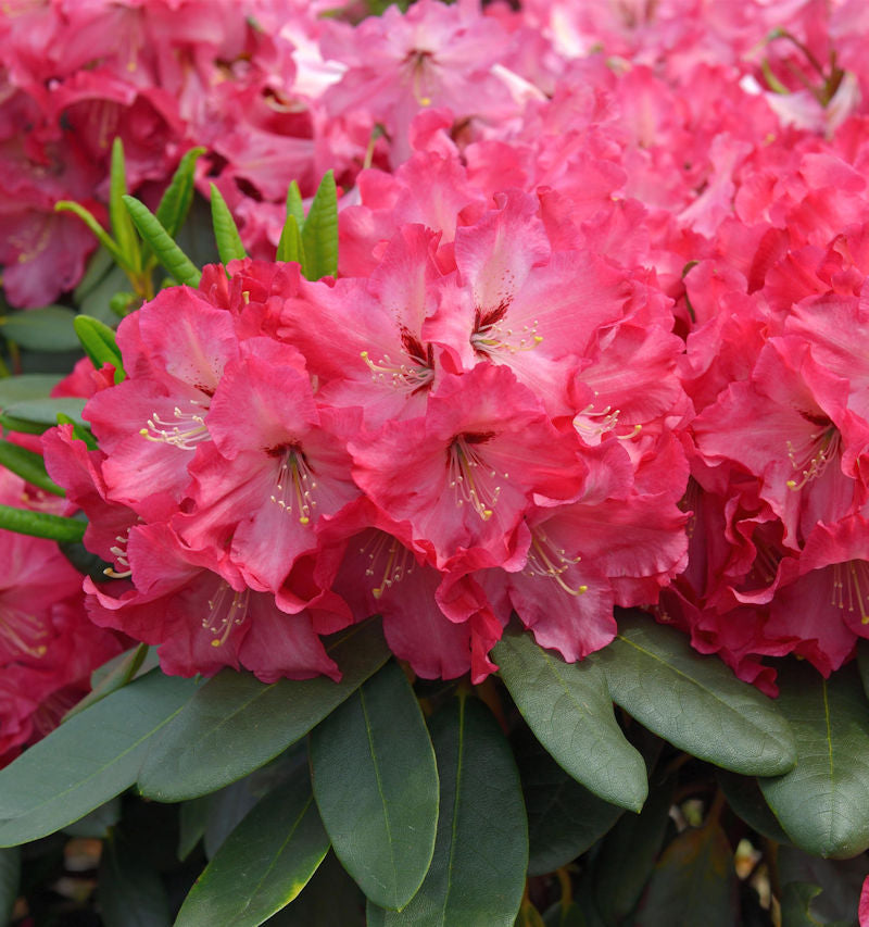  INKARHO - Großblumige Rhododendron Tripsdrill 30-40cm - Alpenrose