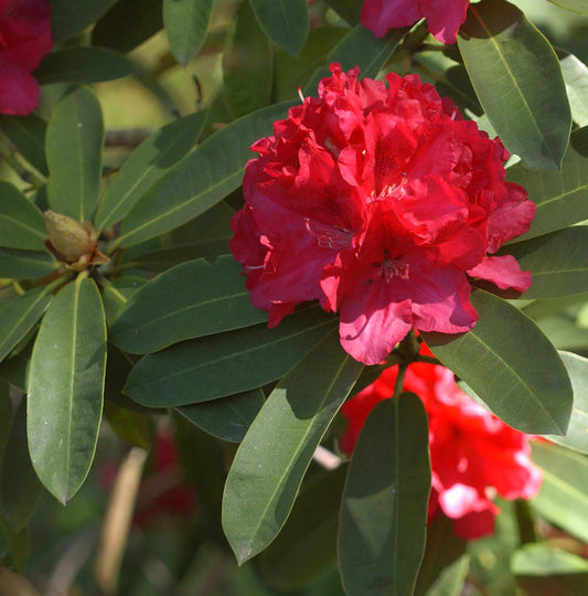  Großblumige Rhododendron Wilgen Ruby 30-40cm - Alpenrose