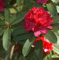  Großblumige Rhododendron Wilgen Ruby 30-40cm - Alpenrose