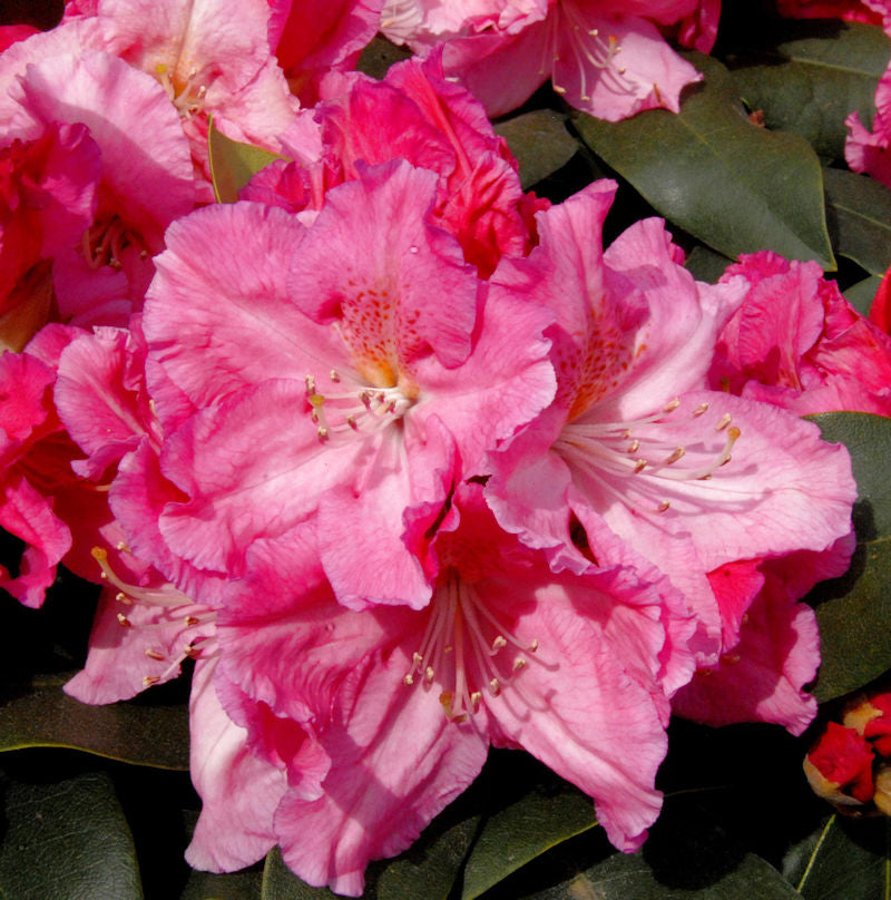  INKARHO - Großblumige Rhododendron Caruso® 40-50cm - Alpenrose