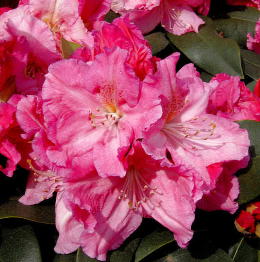  INKARHO - Großblumige Rhododendron Caruso® 40-50cm - Alpenrose