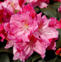  INKARHO - Großblumige Rhododendron Caruso® 40-50cm - Alpenrose