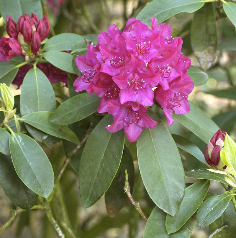  Großblumige Rhododendron Renata 30-40cm - Alpenrose