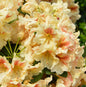  INKARHO - Großblumige Rhododendron Peggy 30-40cm - Alpenrose