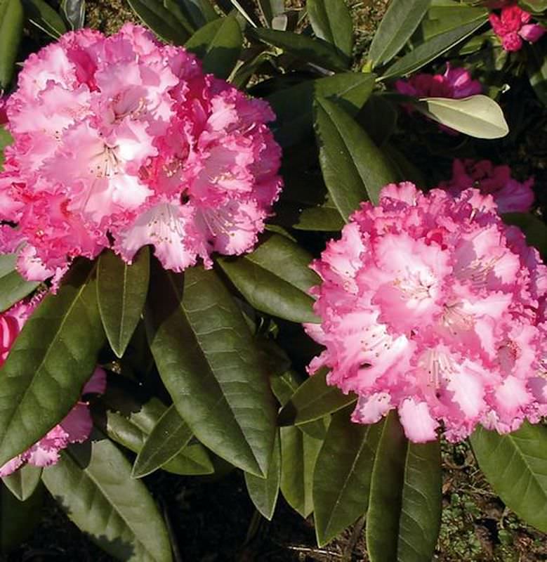  Rhododendron Arabella 25-30cm - Alpenrose