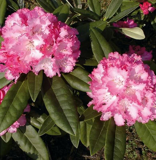  Rhododendron Arabella 25-30cm - Alpenrose