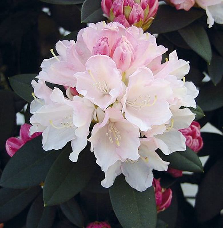  Rhododendron Dreamland 30-40cm - Alpenrose