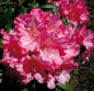  Rhododendron Kalinka 50-60cm - Alpenrose