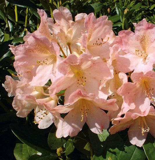  Rhododendron Percy Wiseman 30-40cm - Alpenrose