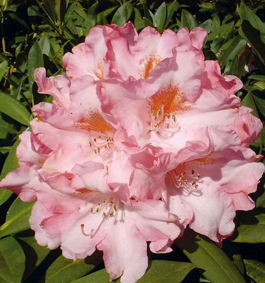  INKARHO - Rhododendron Pink Cherub 25-30cm - Alpenrose