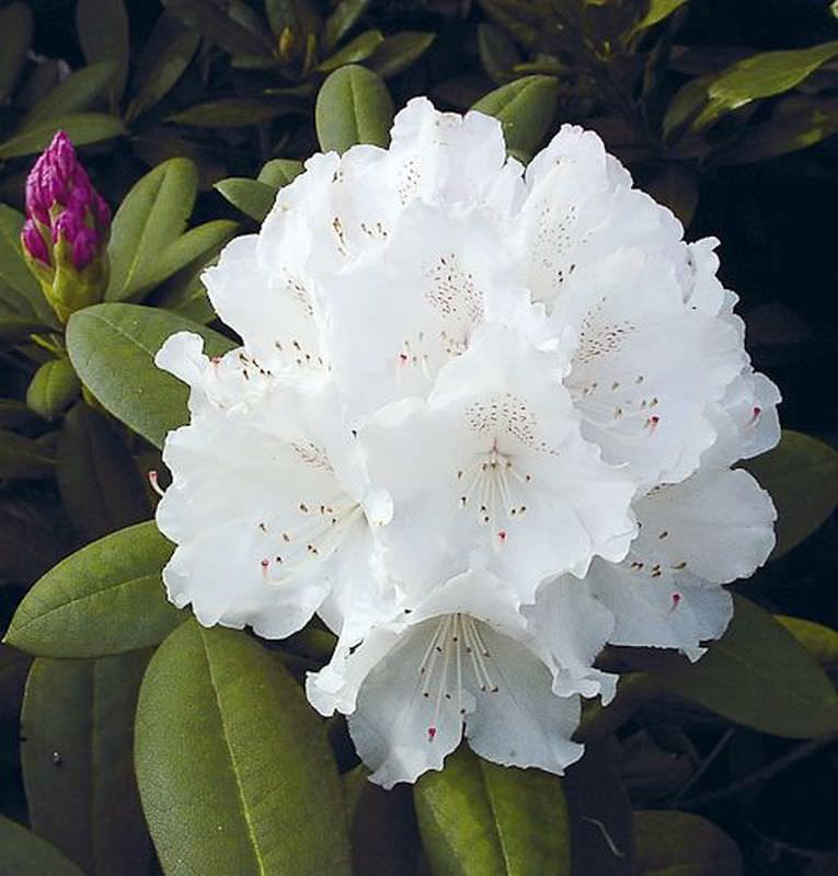  Rhododendron Schneekrone 20-25cm - Alpenrose