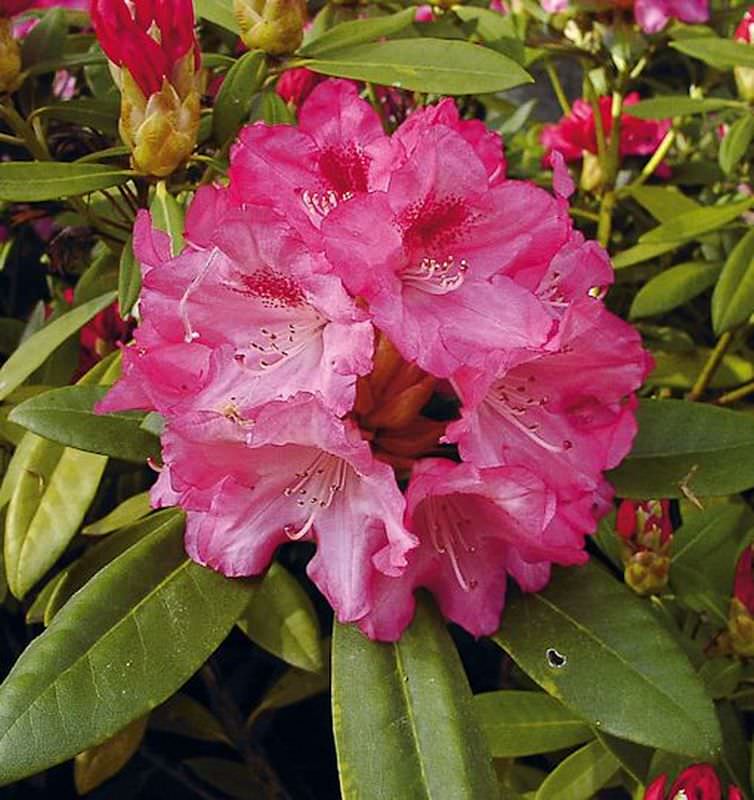  Rhododendron Sneezy 20-25cm - Alpenrose