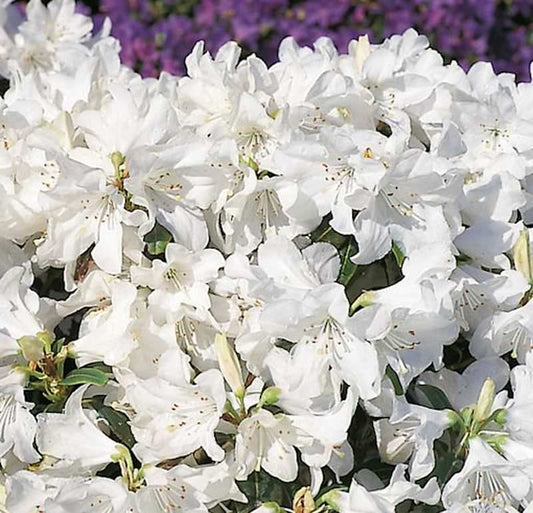  Japanische Azalee Dora Amateis 25-30cm - Rhododendron Carolinianum