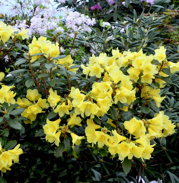 Glockenblütige Rhododendron Cormely 40-50cm - Rhododendron Concatenans