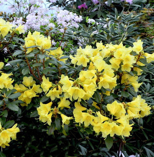 Glockenblütige Rhododendron Cormely 40-50cm - Rhododendron Concatenans