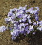  Aufstrebende Rhododendron Intrifast 20-25cm - Rhododendron Fastigatum