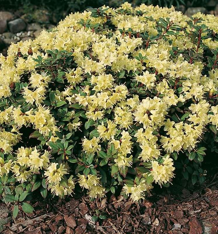  Zwerg Rhododendron Princess Anne 20-25cm - Zwerg Alpenrose