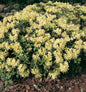  Zwerg Rhododendron Princess Anne 20-25cm - Zwerg Alpenrose