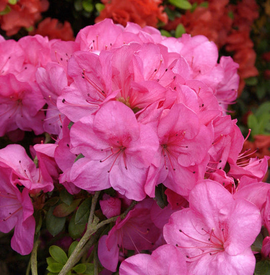  Rhododendron Heliolepis 30-40cm