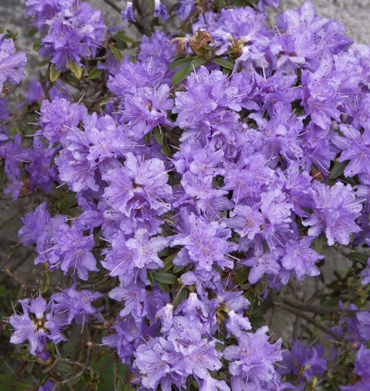  Zwerg Rhododendron Blumeria 20-25cm - Rhododendron Impeditum - Zwerg Alpenrose