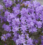  Zwerg Rhododendron Blumeria 20-25cm - Rhododendron Impeditum - Zwerg Alpenrose