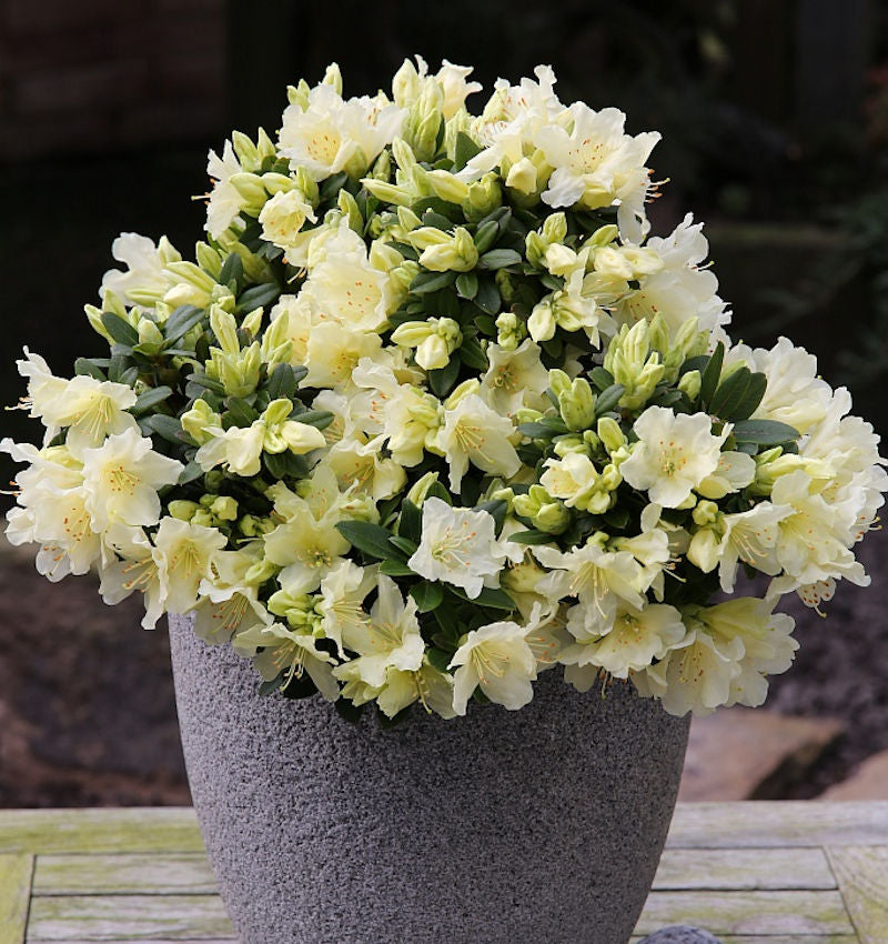  Zwerg Wild Alpenrose Patty Bee 15-20cm - Rhododendron Keiskei