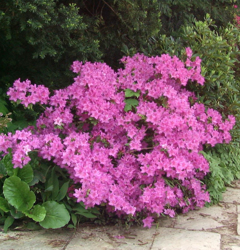  Rhododendron Laetevirens 30-40cm