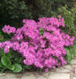  Rhododendron Laetevirens 30-40cm