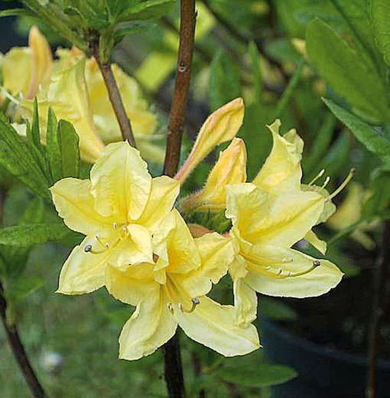  Azalee Arpege 30-40cm - Rhododendron Luteum - Alpenose