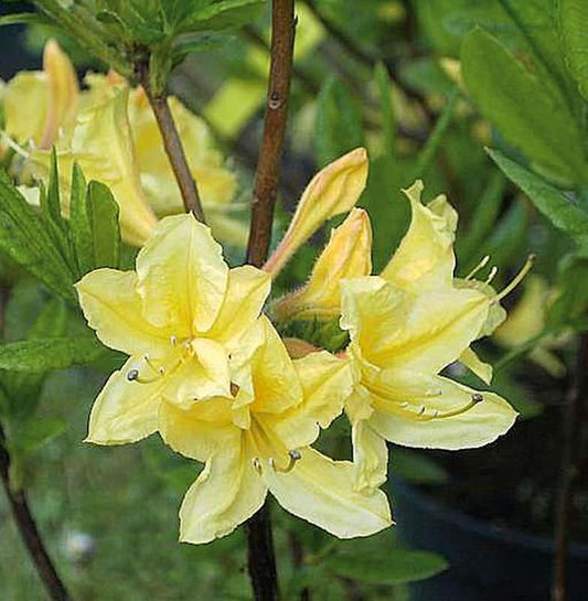  Azalee Arpege 30-40cm - Rhododendron Luteum - Alpenose