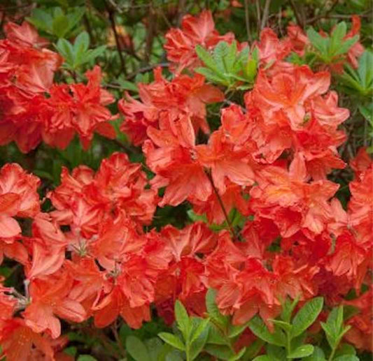  Azalee Balzac 30-40cm - Rhododendron Luteum - Alpenrose