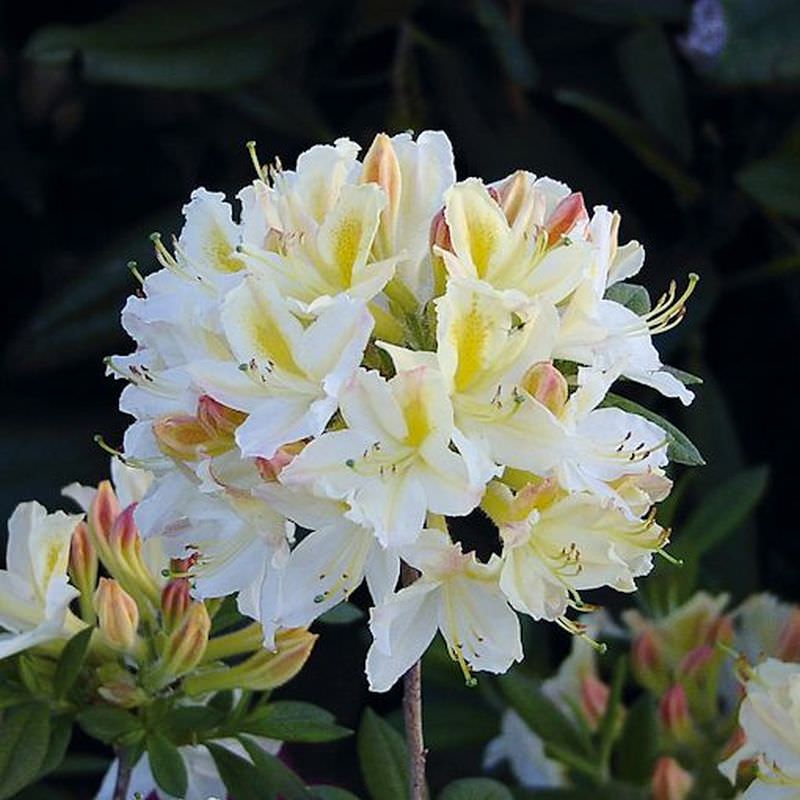  Azalee Daviesii 30-40cm - Rhododendron Luteum - Alpenrose