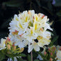  Azalee Daviesii 30-40cm - Rhododendron Luteum - Alpenrose