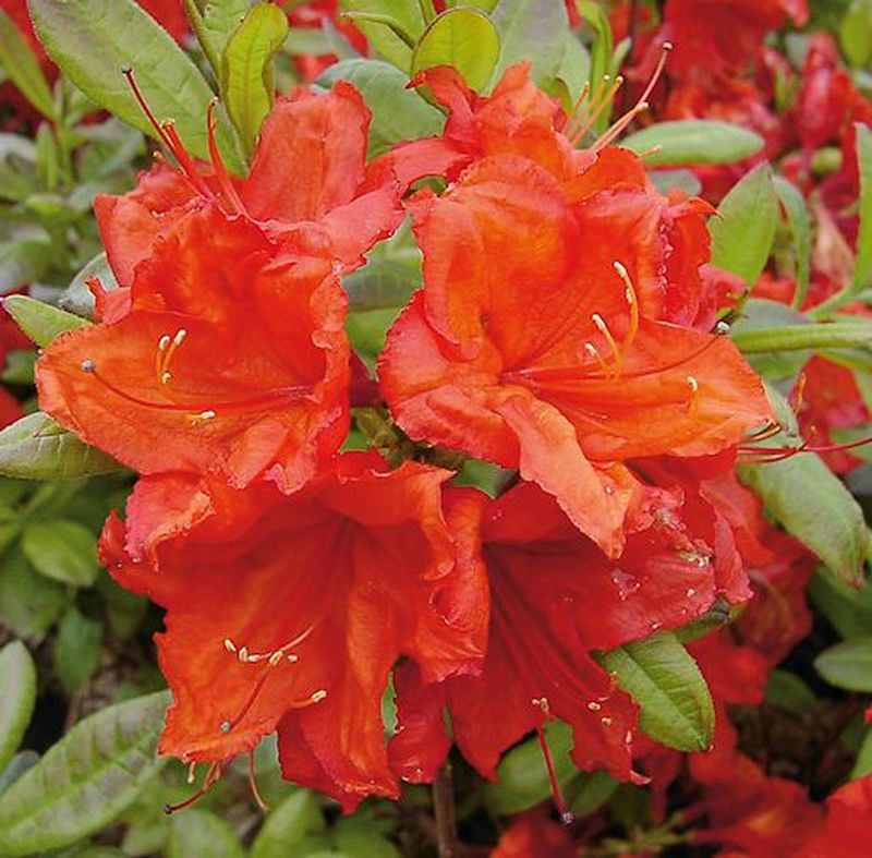  Azalee Feuerwerk 30-40cm - Rhododendron Luteum - Alpenrose