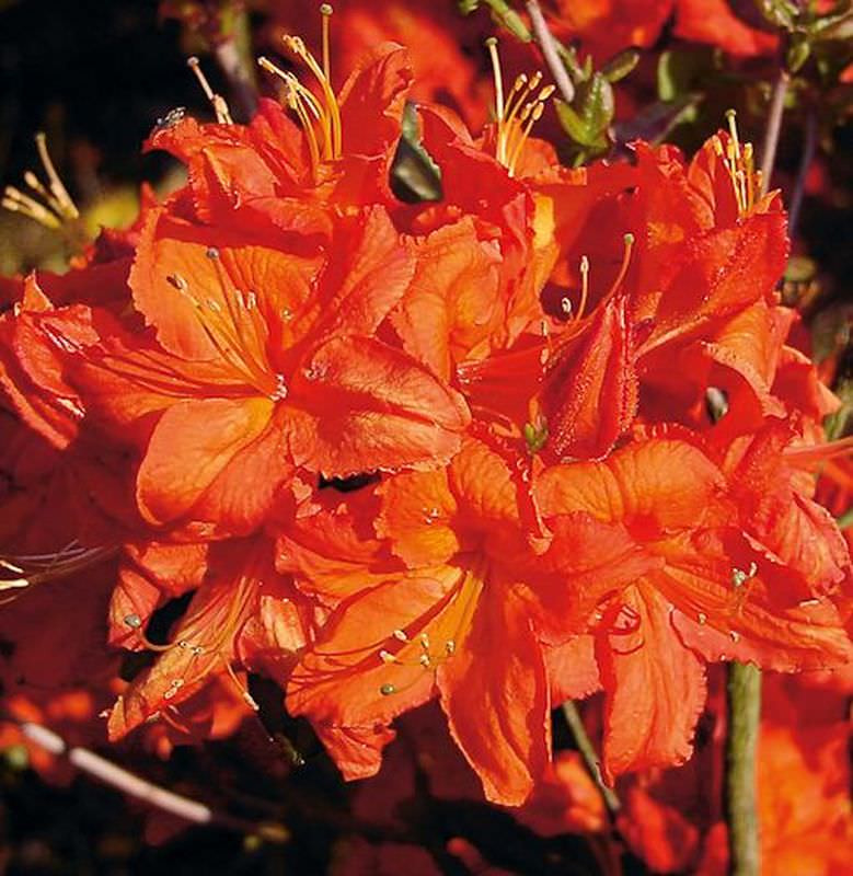  Azalee Fireball 40-50cm - Rhododendron Luteum - Alpenrose