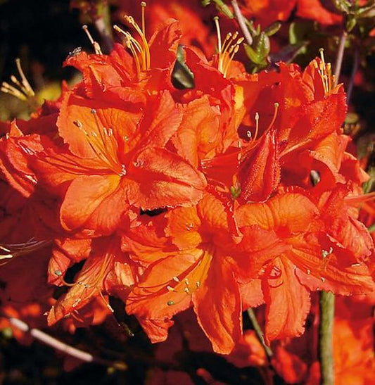  Azalee Fireball 40-50cm - Rhododendron Luteum - Alpenrose