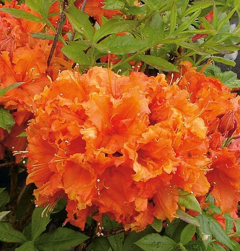  Azalee Gibraltar 50-60cm - Rhododendron Luteum - Alpenrose