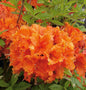  Azalee Gibraltar 50-60cm - Rhododendron Luteum - Alpenrose