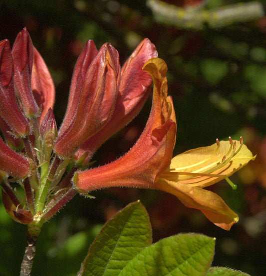  Azalee Golden Nectarine 40-50cm - Rhododendron Luteum - Alpenrose